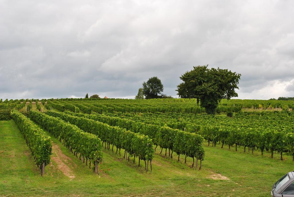 Saint-Quentin-de-Caplong Les Foucauds酒店 外观 照片