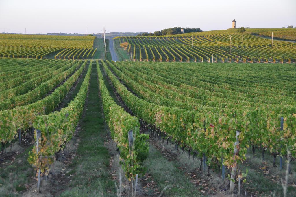 Saint-Quentin-de-Caplong Les Foucauds酒店 外观 照片
